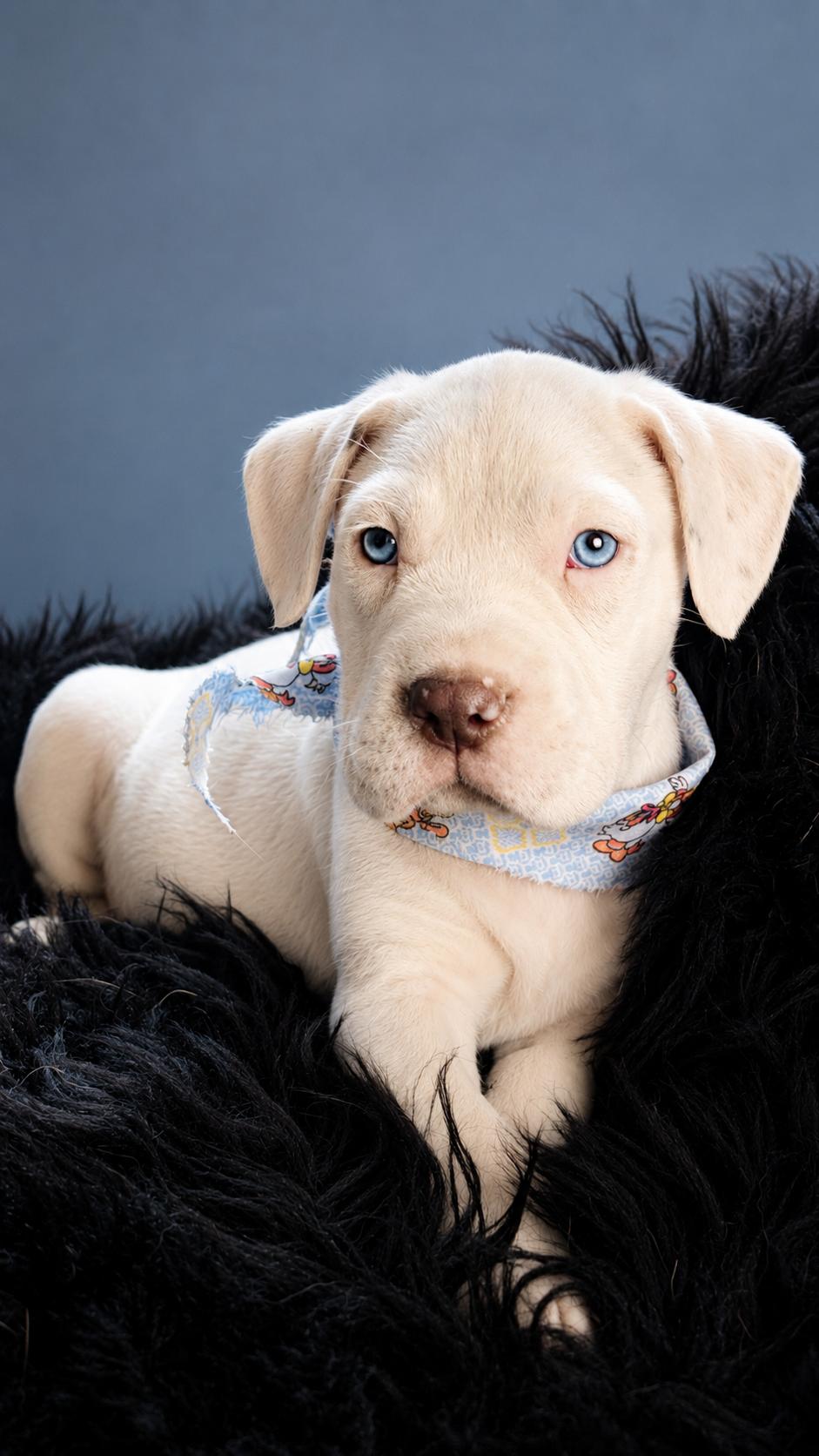 Enlarge Boras, an adopted mixed breed in Nahunta, GA image 3/3