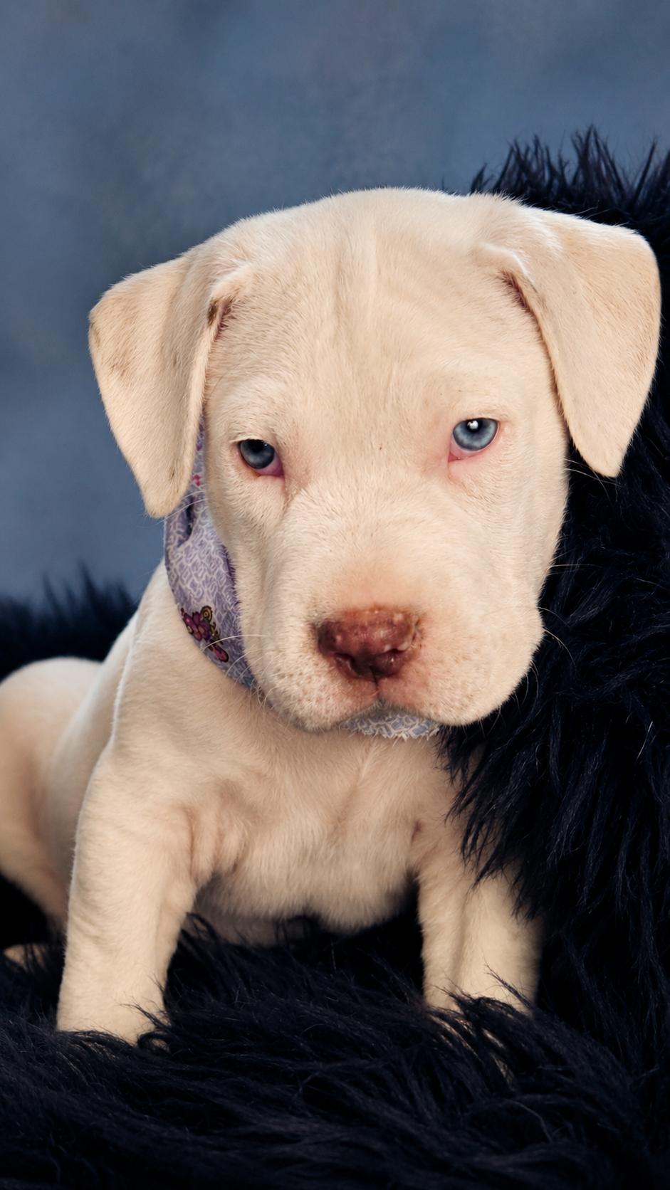 Enlarge Boras, an adopted mixed breed in Nahunta, GA image 2/3