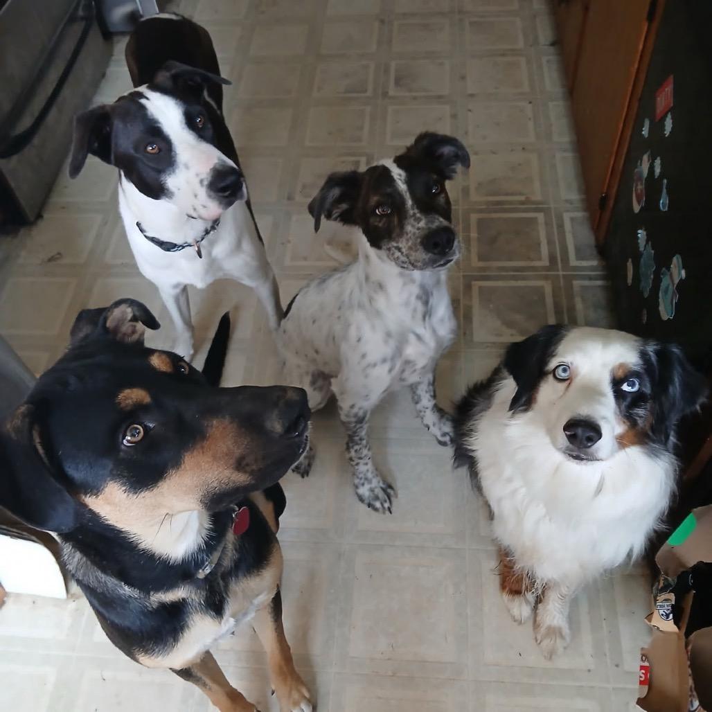 Pina, Adoptable, Young Female Mixed Breed.