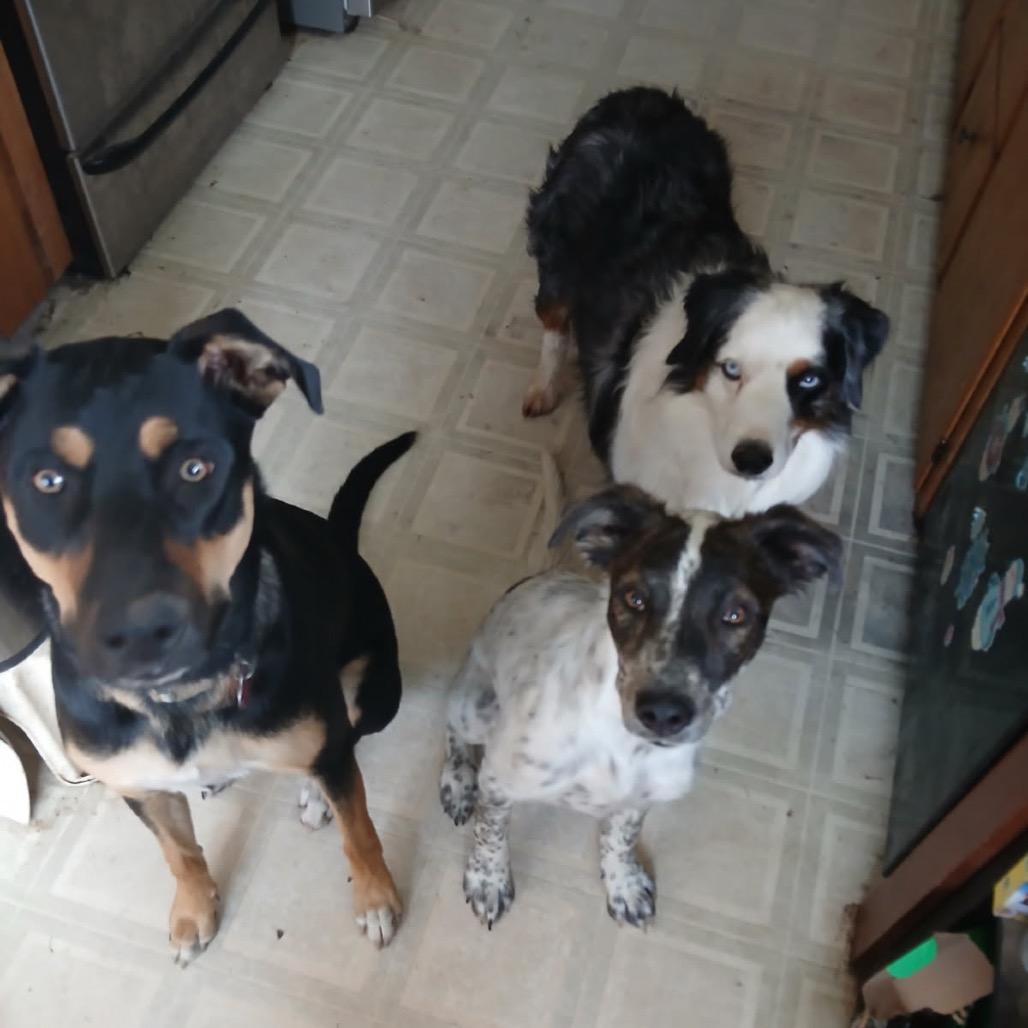 Pina, Adoptable, Young Female Mixed Breed.