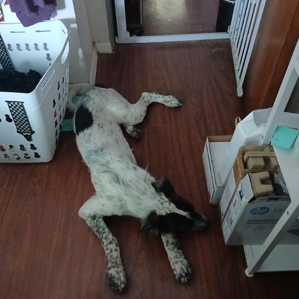 Enlarge Pina, a Adoptable Mixed Breed in Moab, UT image 3/6