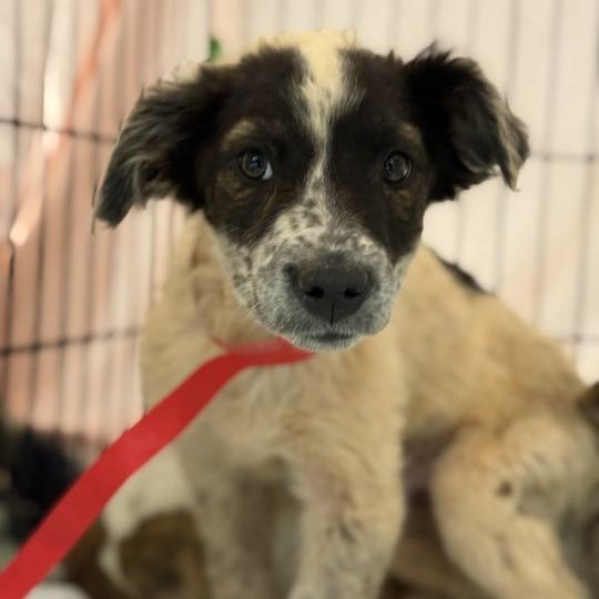 Enlarge Pina, a Adoptable Mixed Breed in Moab, UT image 4/6