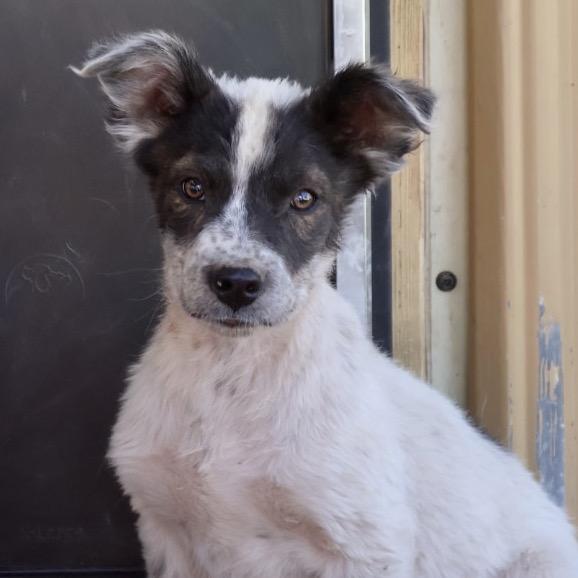 Enlarge Pina, a Adoptable Mixed Breed in Moab, UT image 5/6