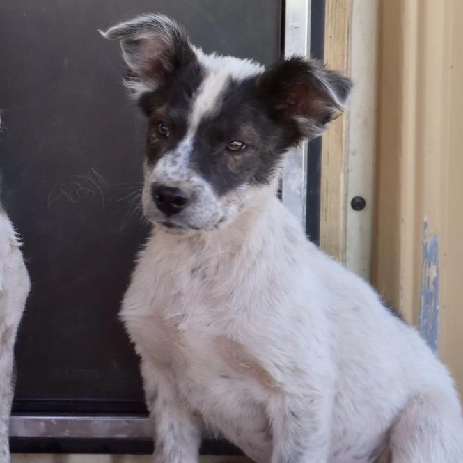 Enlarge Pina, a Adoptable Mixed Breed in Moab, UT image 6/6