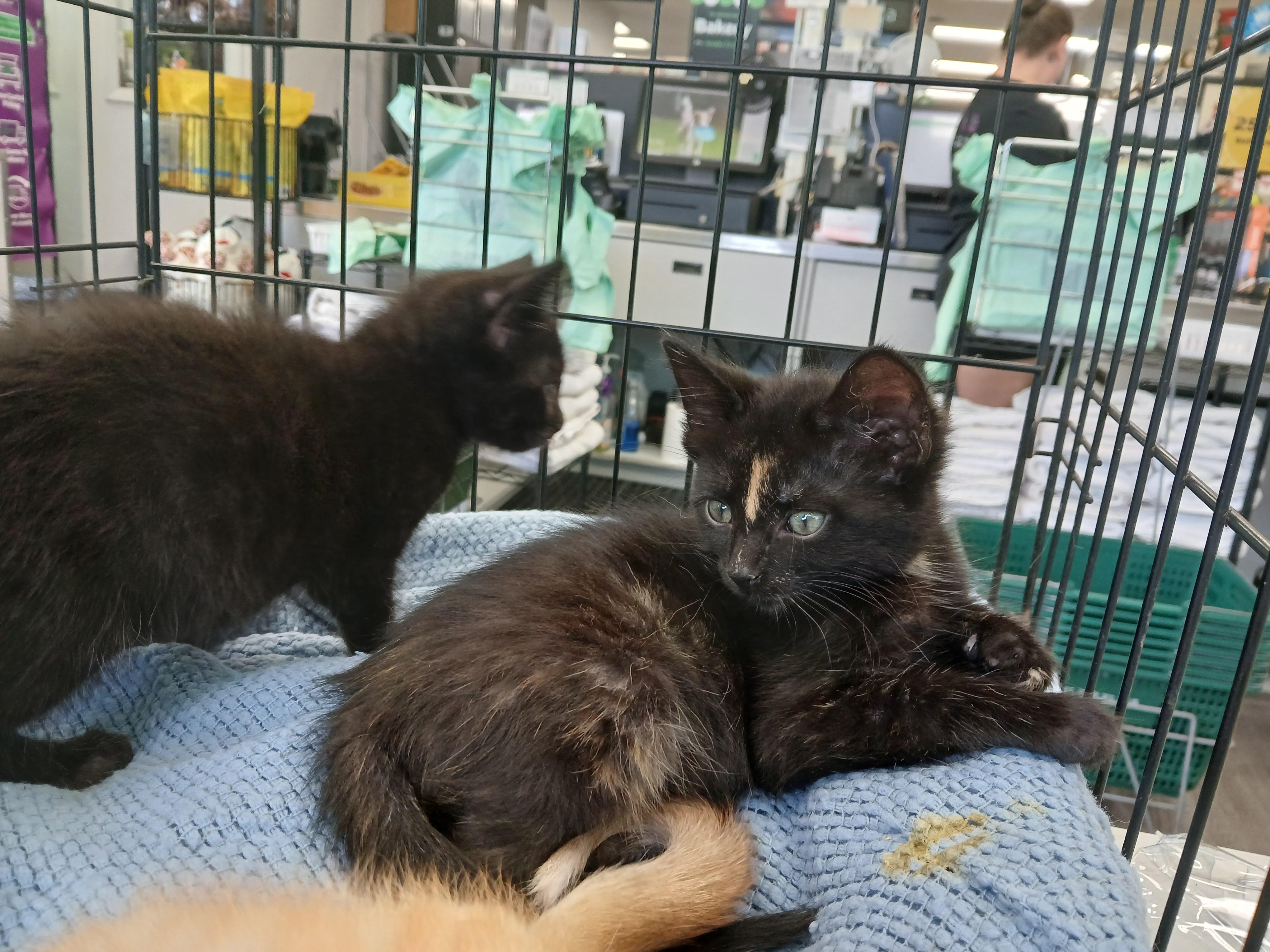 Enlarge Midnight Howl, a Adopted mixed breed in Eaton Rapids, MI image 2/6