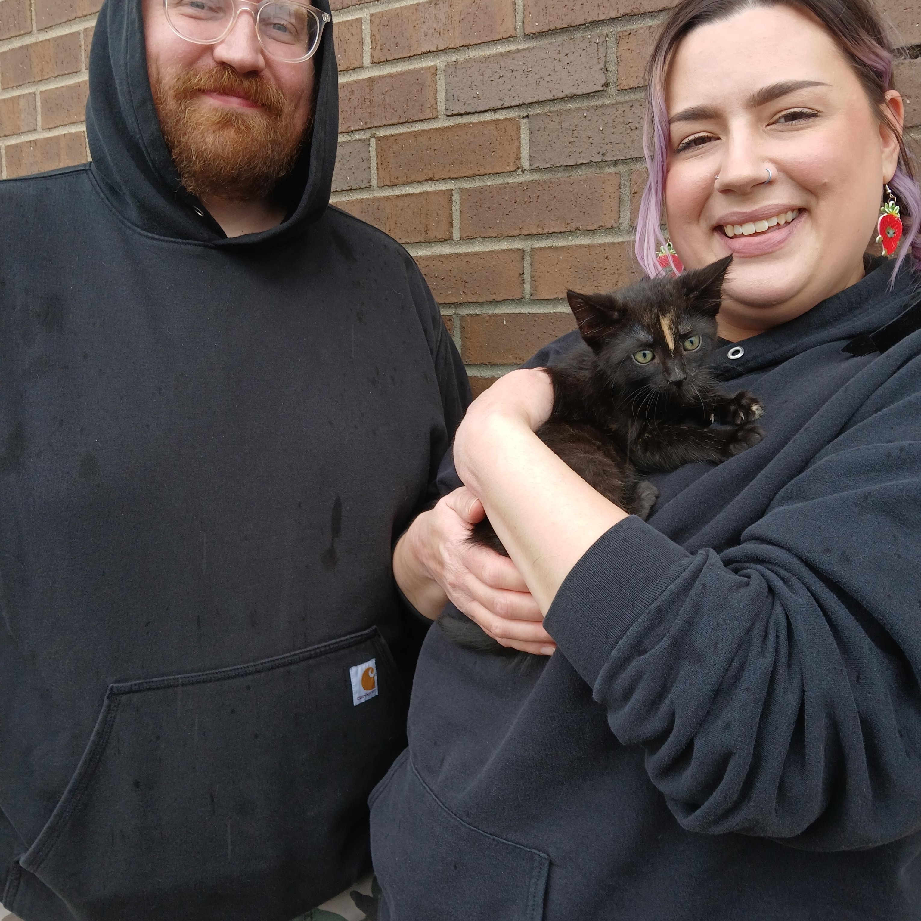 Enlarge Midnight Howl, a Adopted mixed breed in Eaton Rapids, MI image 3/6