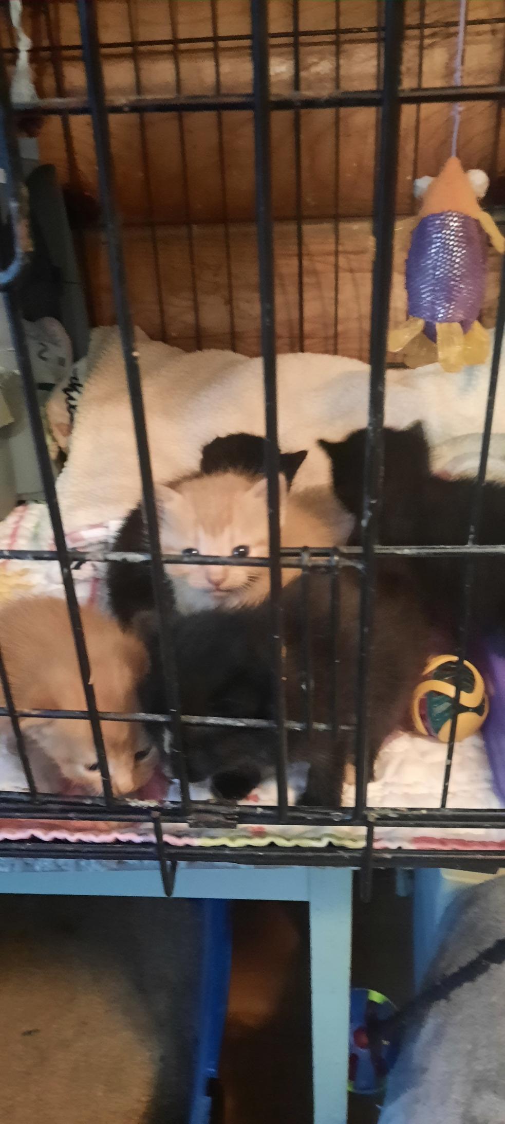 Enlarge Midnight Howl, a Adopted mixed breed in Eaton Rapids, MI image 5/6