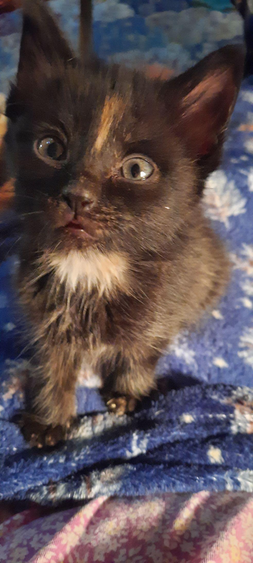 Enlarge Midnight Howl, a Adopted mixed breed in Eaton Rapids, MI image 1/6