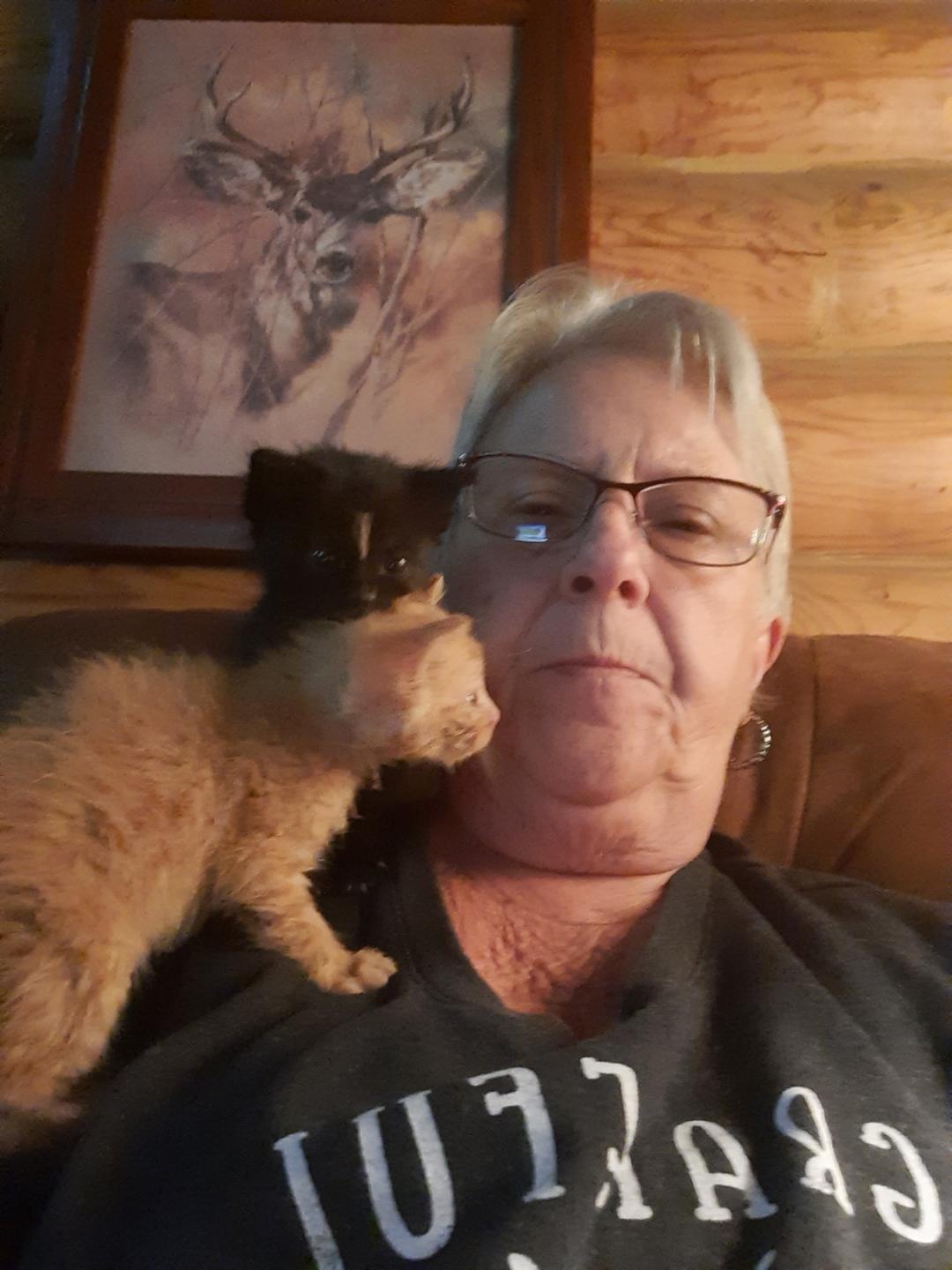 Enlarge Midnight Howl, a Adopted mixed breed in Eaton Rapids, MI image 6/6