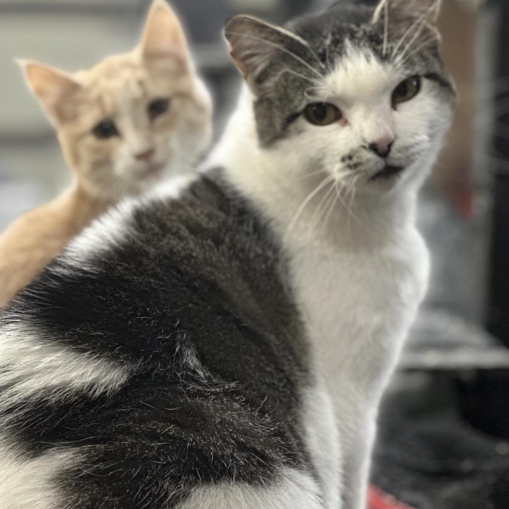 Miss Kitty — thumbnail 3