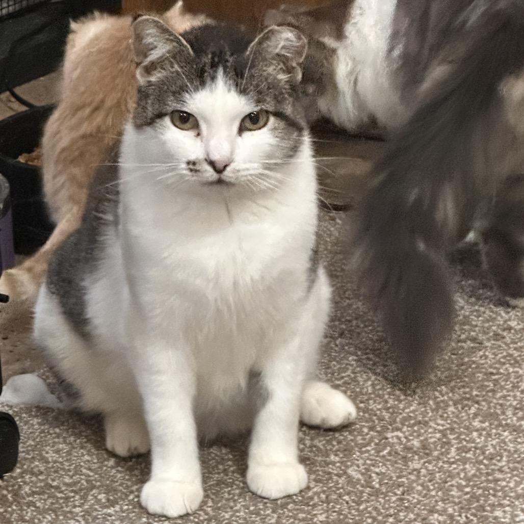 Miss Kitty — thumbnail 4