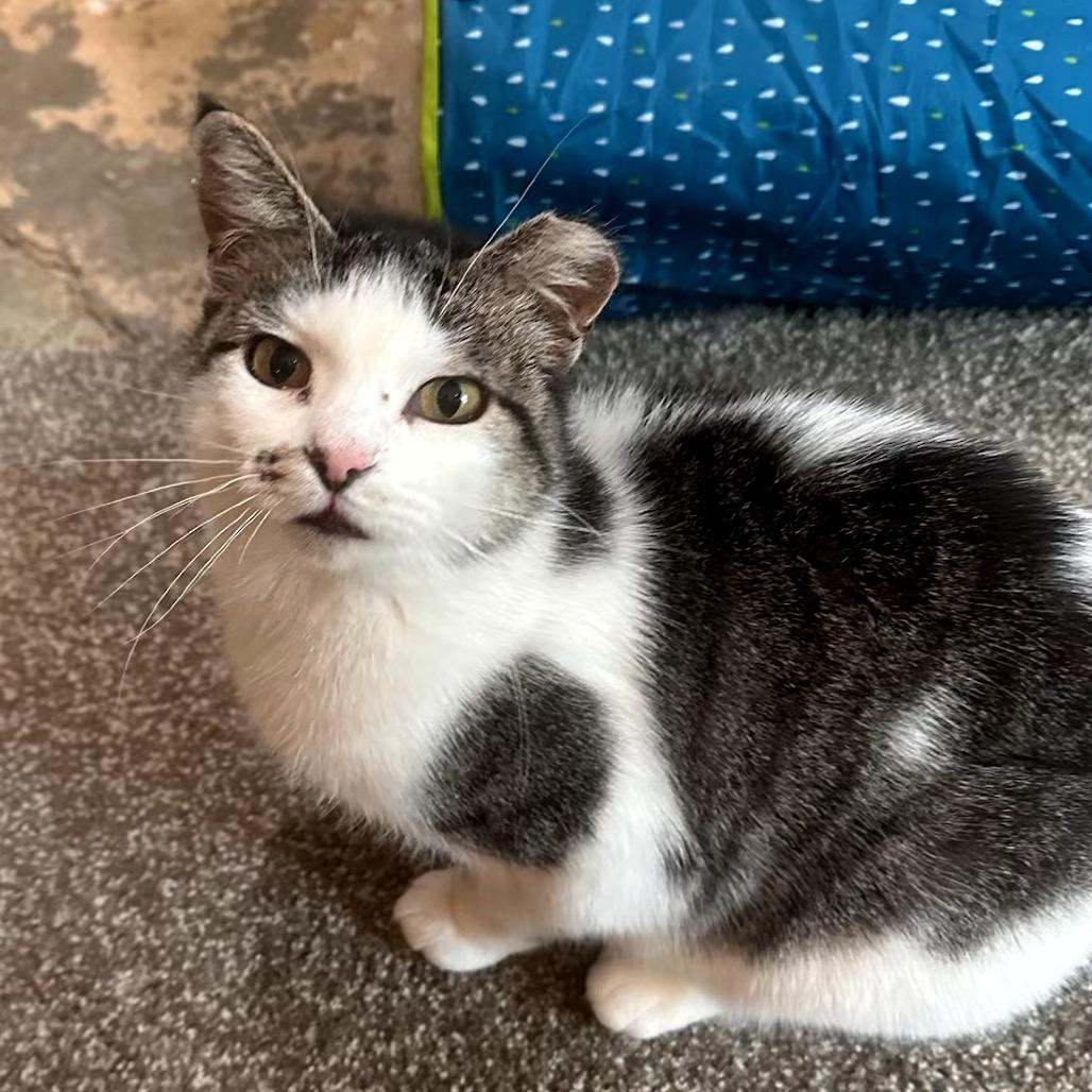 Miss Kitty — thumbnail 5