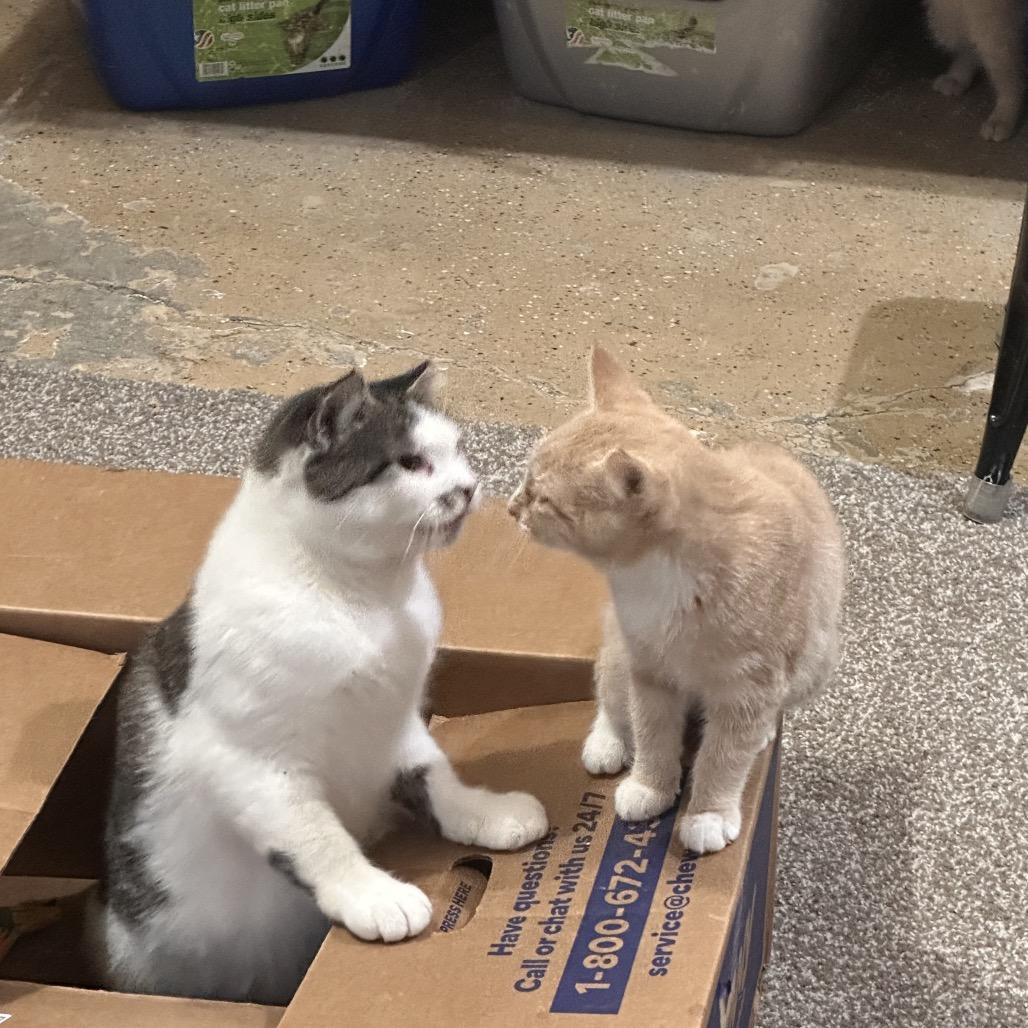 Miss Kitty — thumbnail 6