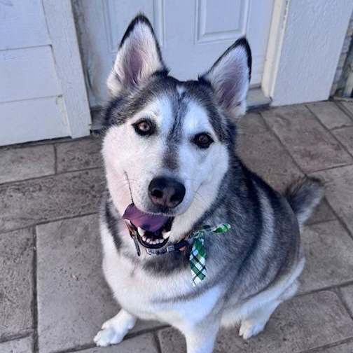 Enlarge Orion, a ADOPTABLE mixed breed in Cypress, TX image 1/6