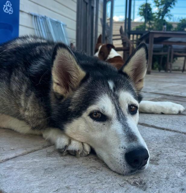 Enlarge Orion, a ADOPTABLE mixed breed in Cypress, TX image 2/5