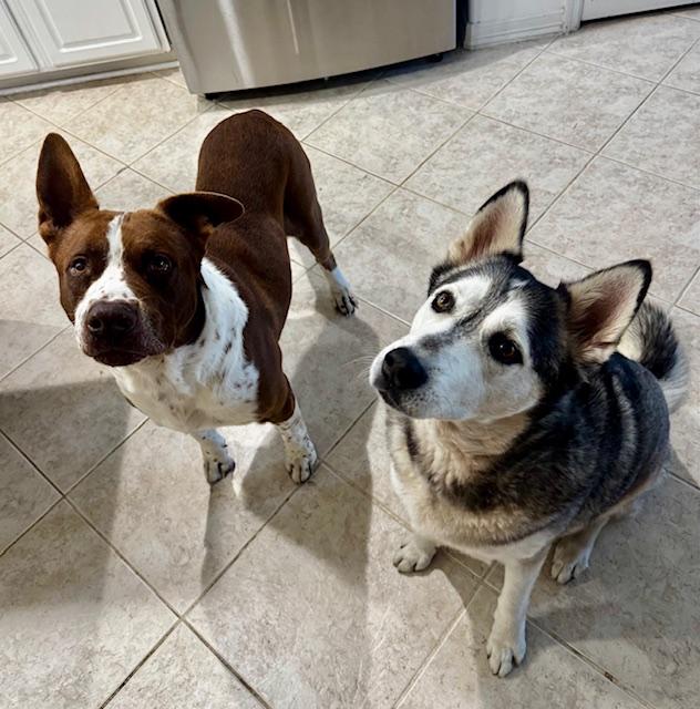 Enlarge Orion, a ADOPTABLE mixed breed in Cypress, TX image 5/6