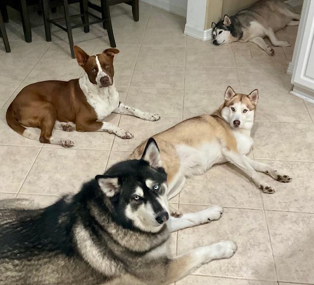 Enlarge Orion, a ADOPTABLE mixed breed in Cypress, TX image 5/5