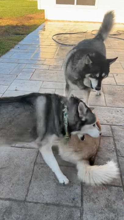 Enlarge Orion, a ADOPTABLE mixed breed in Cypress, TX video 6/6