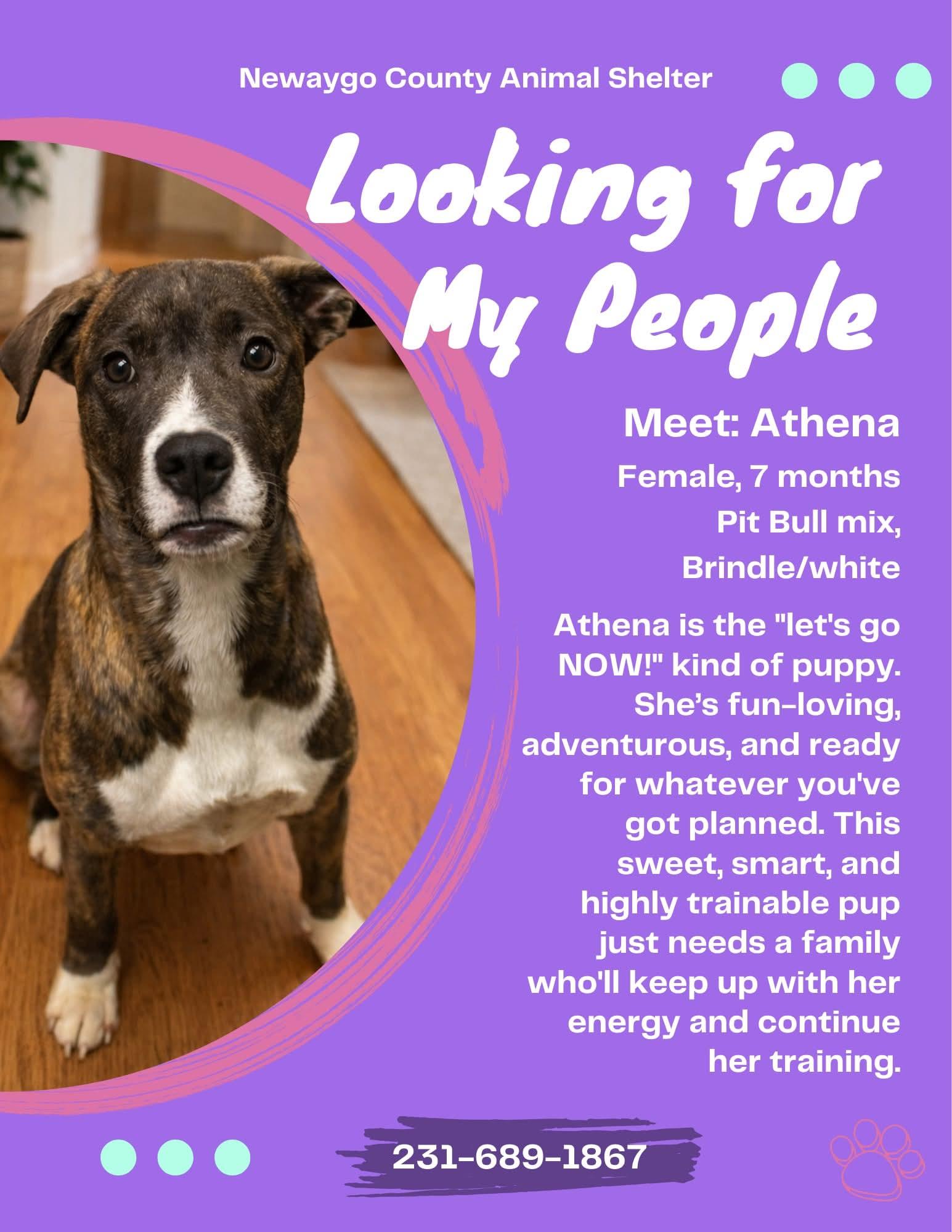 Athena, adopted, Puppy Female American Staffordshire Terrier.