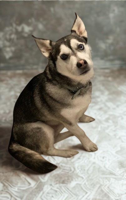 Doogan, Adoptable, Adult Male Husky & Corgi.