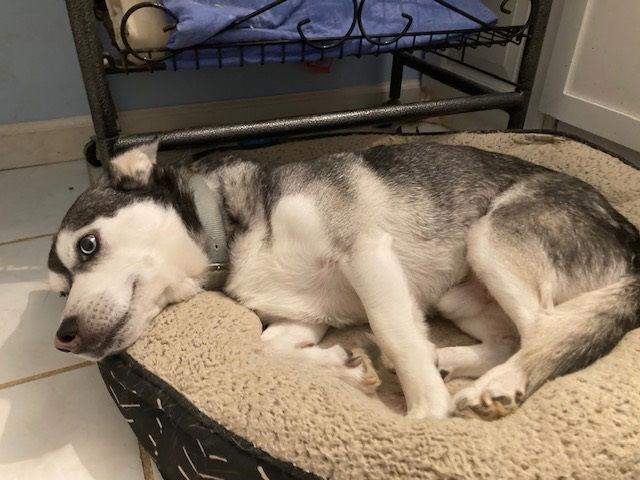 Doogan, Adoptable, Adult Male Husky & Corgi.