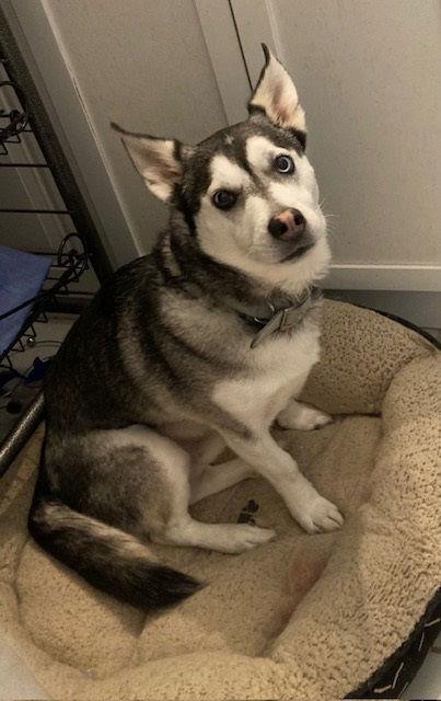 Doogan, a Adoptable mixed breed in Chatham, VA image 2/3