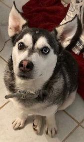 Doogan, a Adoptable mixed breed in Chatham, VA image 3/3