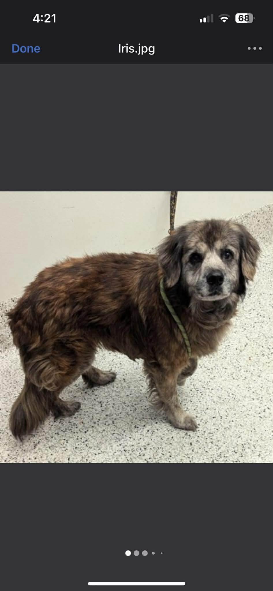 Iris, ADOPTABLE, Senior Female Mixed Breed.