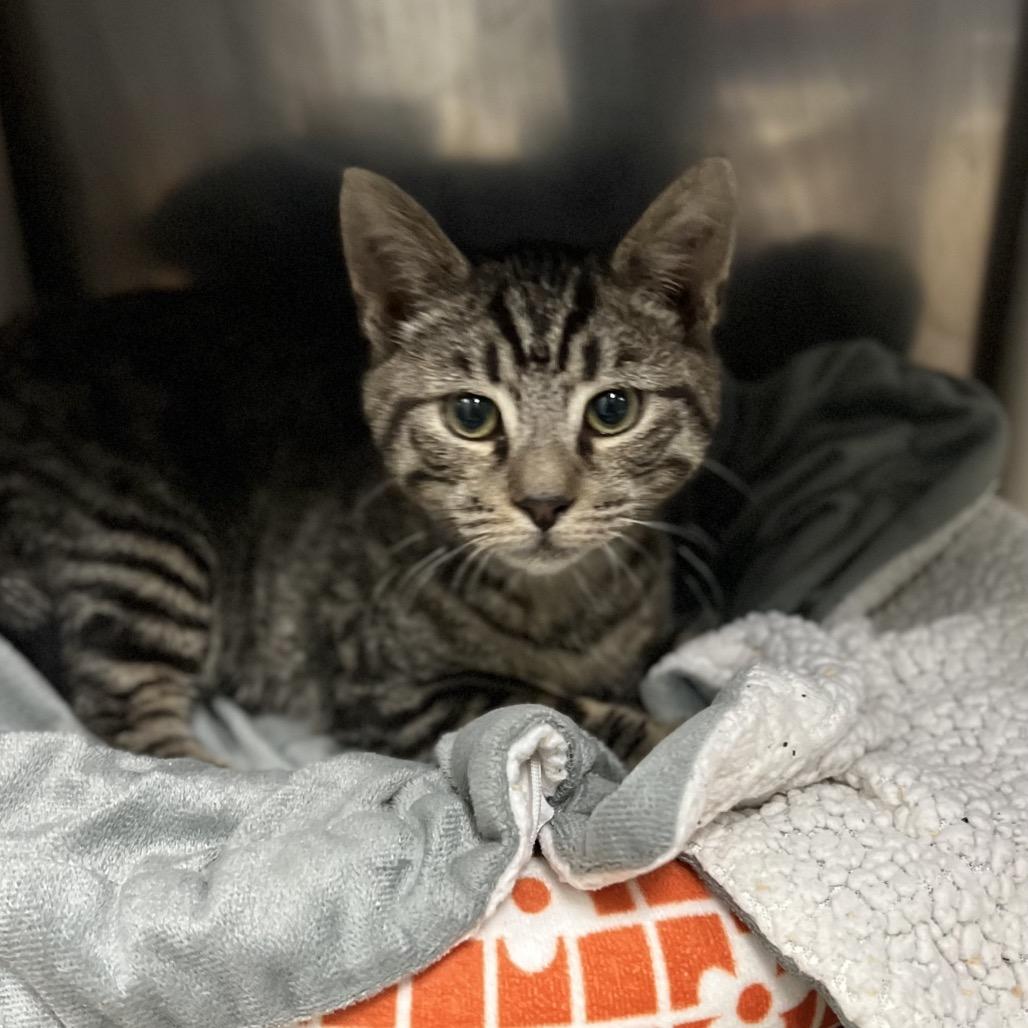 Sir Archibald thumbnail 2