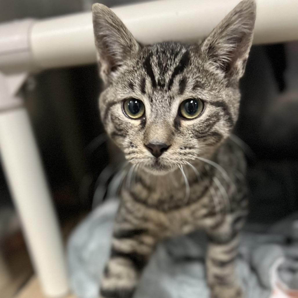 Sir Archibald thumbnail 3