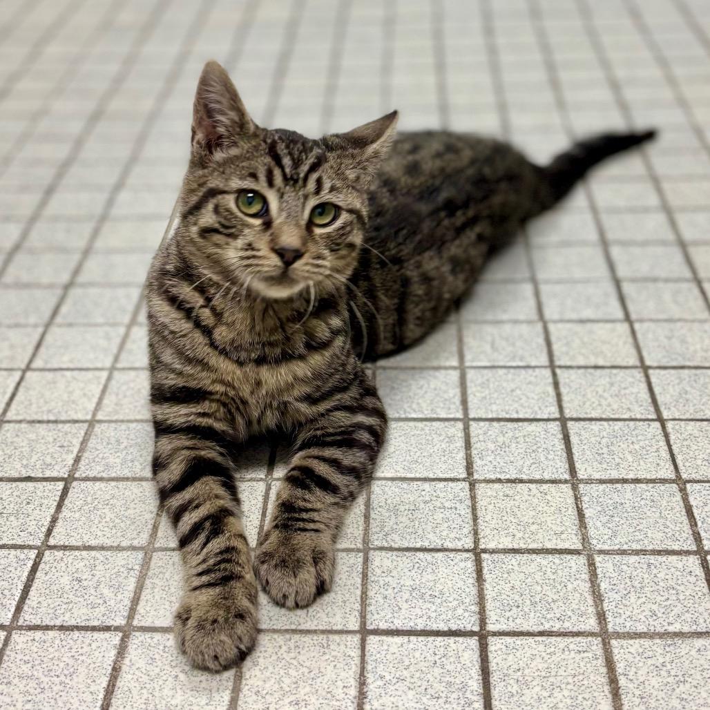 Sir Archibald thumbnail 4