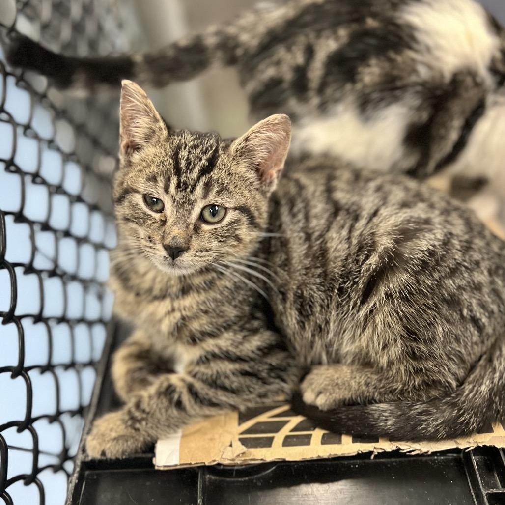 Sir Archibald thumbnail 5