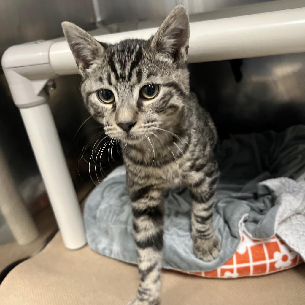 Sir Archibald thumbnail 6