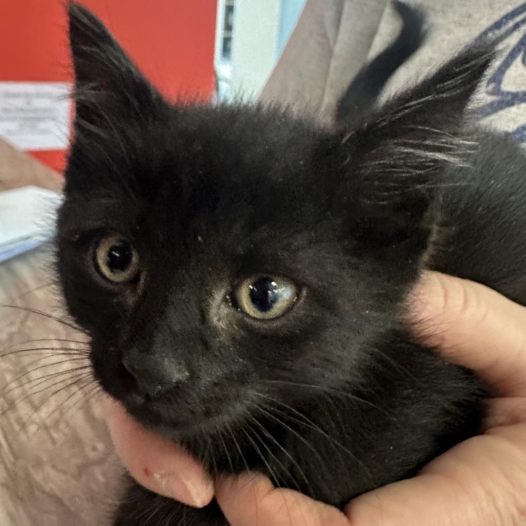 Enlarge Garlic, a Adoptable Domestic Short Hair in Park City, UT image 1/2