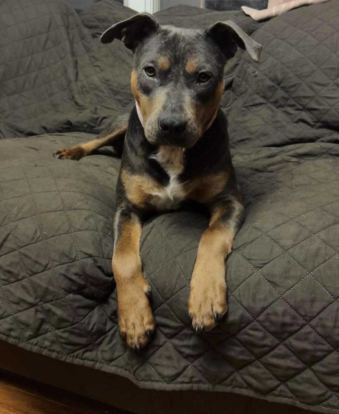 Enlarge Chef, a ADOPTABLE mixed breed in Brooks, ME image 2/2