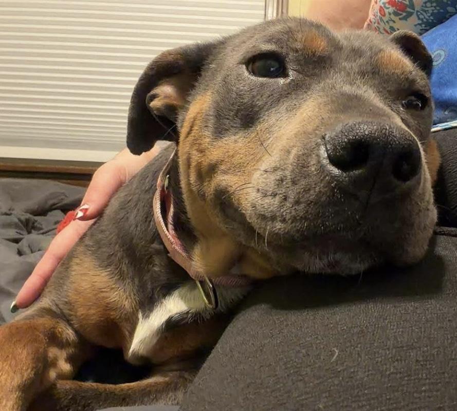 Chef, ADOPTABLE, Adult Female Mixed Breed.