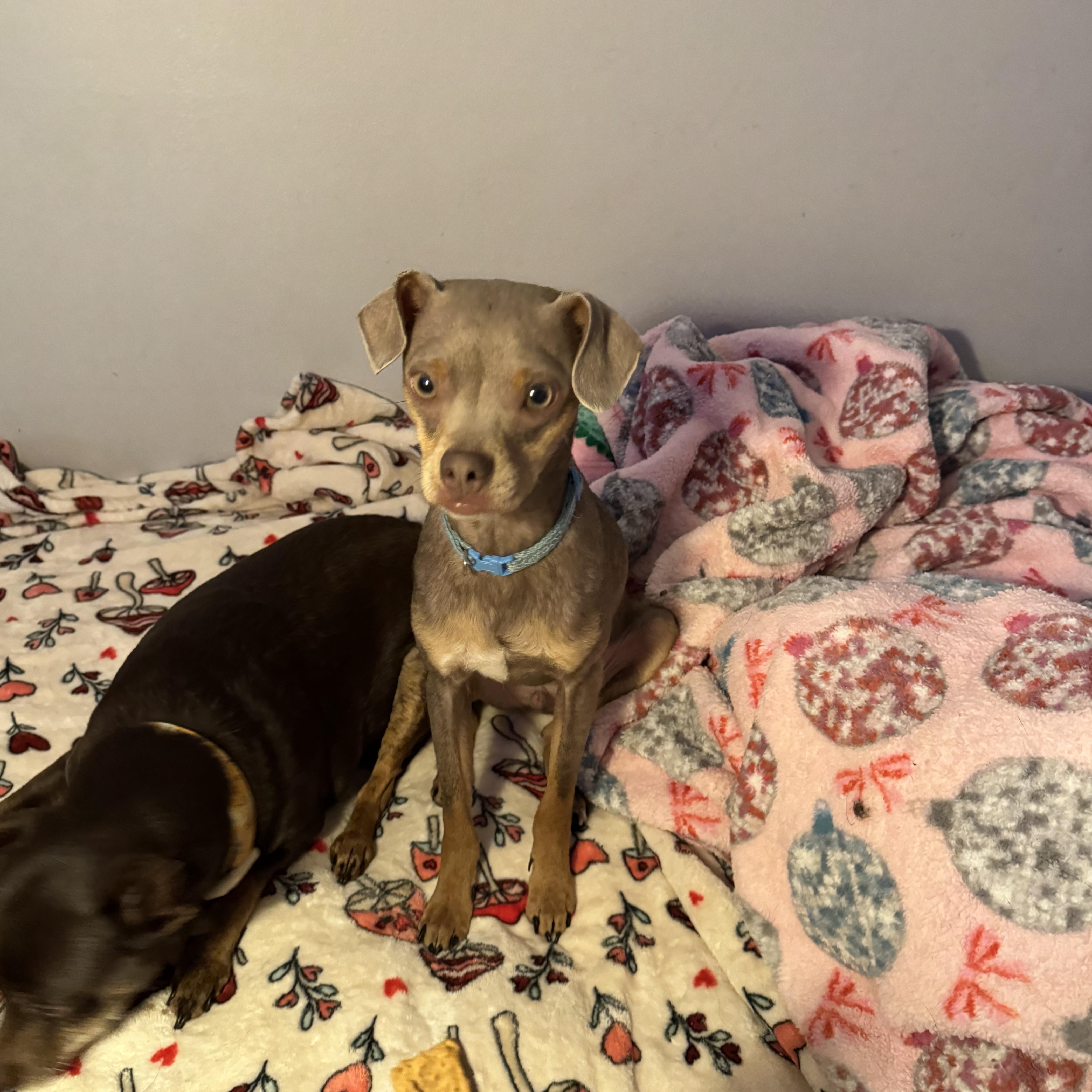 Freddie , an adopted Chihuahua in New Martinsville, WV image 5/5