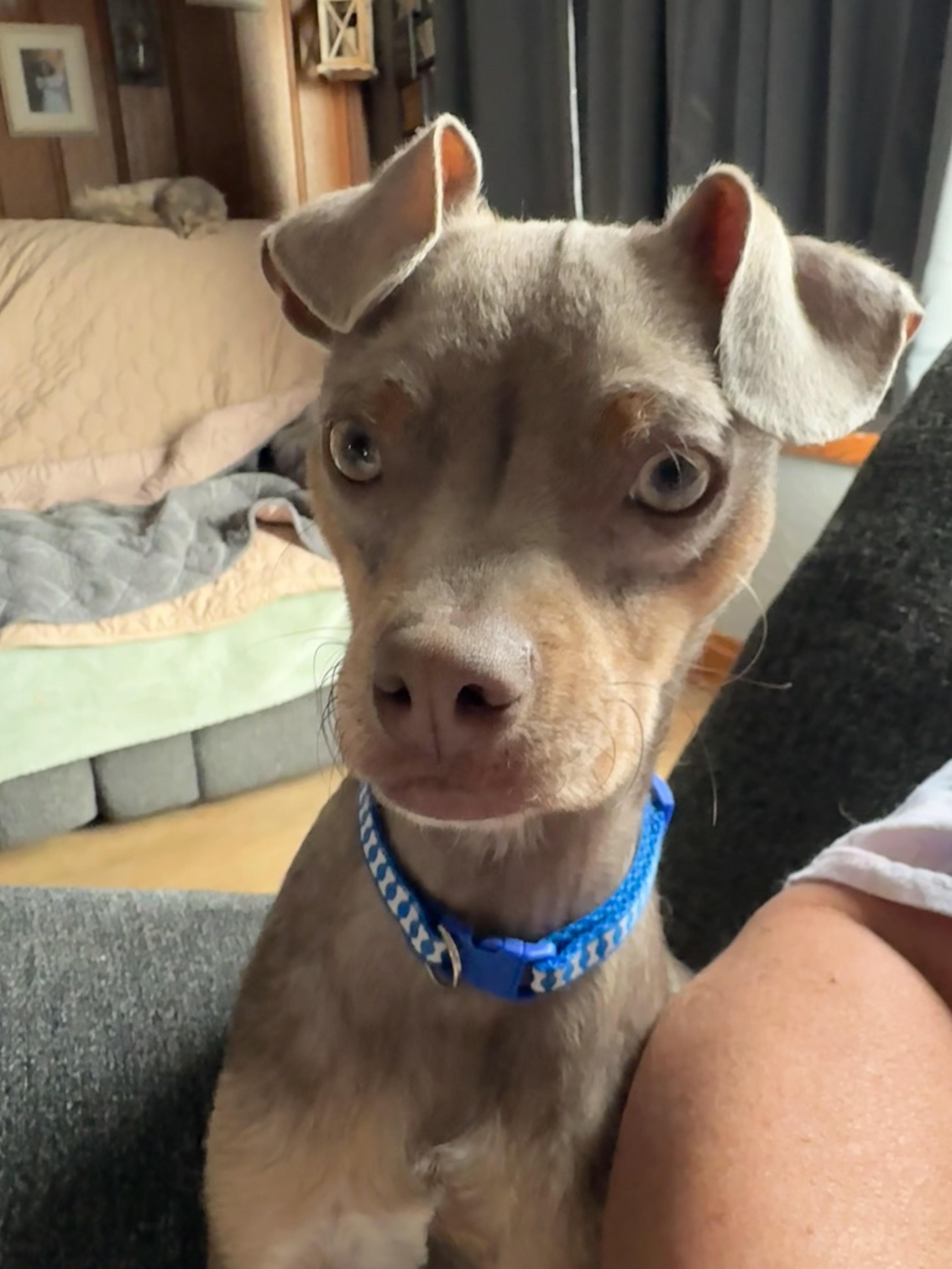 Freddie , an adopted Chihuahua in New Martinsville, WV image 3/5