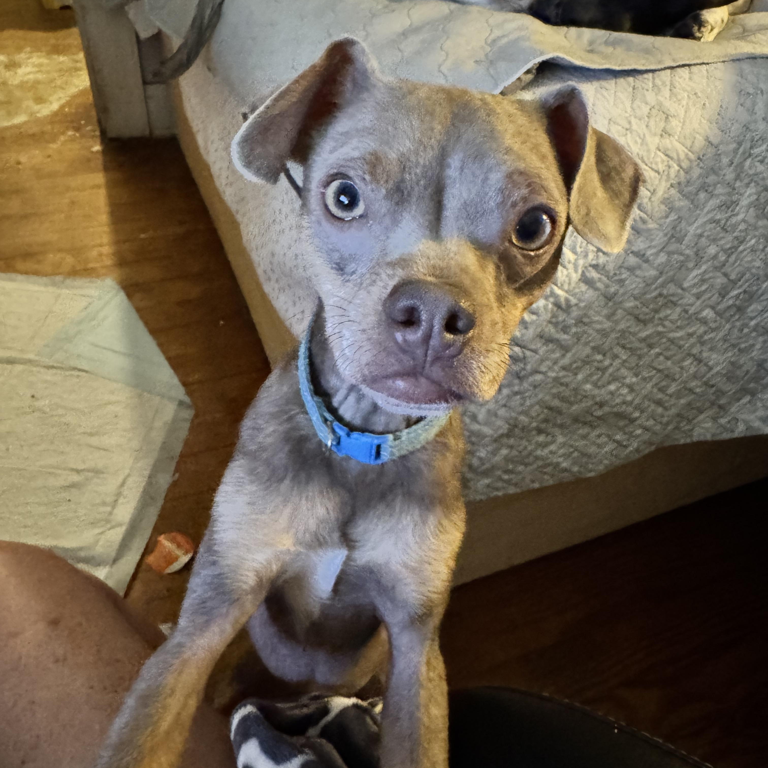 Freddie , adopted, Adult Male Chihuahua.