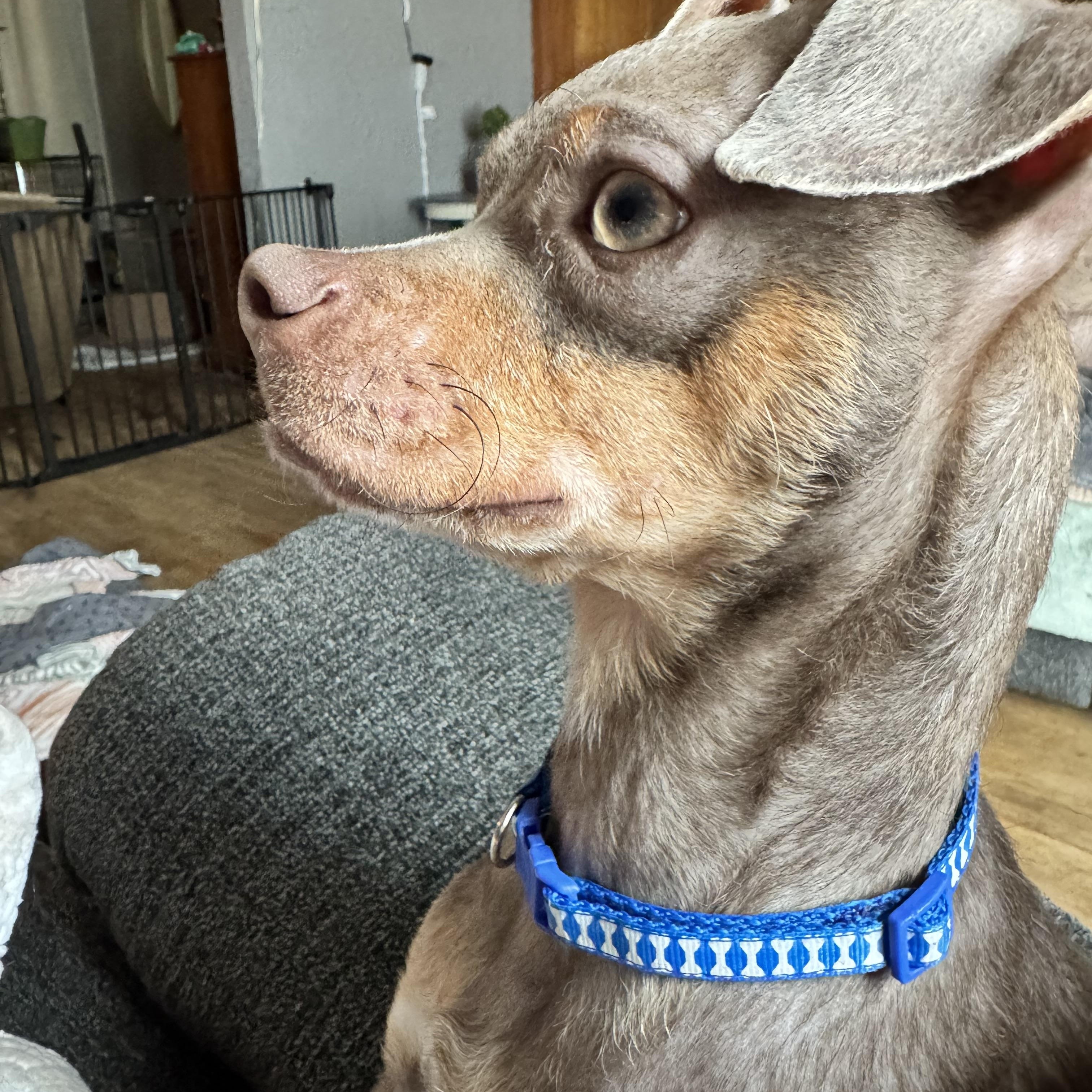 Freddie , an adopted Chihuahua in New Martinsville, WV image 2/5