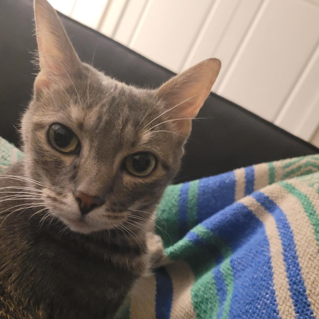 Lena, Adoptable, Adult Female Domestic Short Hair.