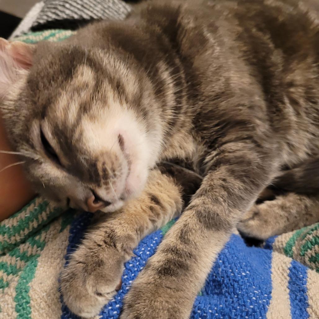 Enlarge Lena, a Adoptable Domestic Short Hair in Philadelphia, PA image 2/6