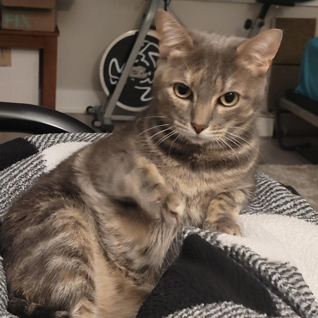 Enlarge Lena, a Adoptable Domestic Short Hair in Philadelphia, PA image 3/6