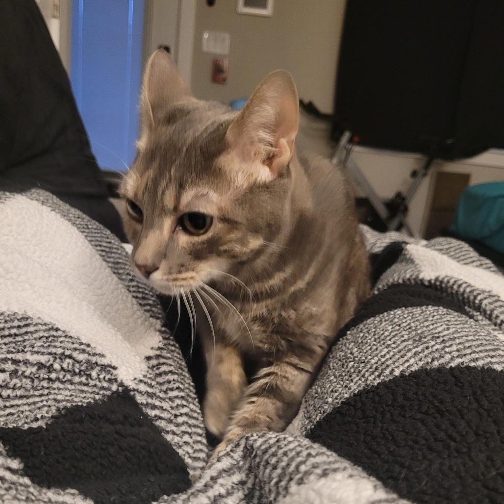 Enlarge Lena, a Adoptable Domestic Short Hair in Philadelphia, PA image 4/6