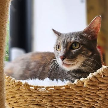 Enlarge Lena, a Adoptable Domestic Short Hair in Philadelphia, PA image 5/6