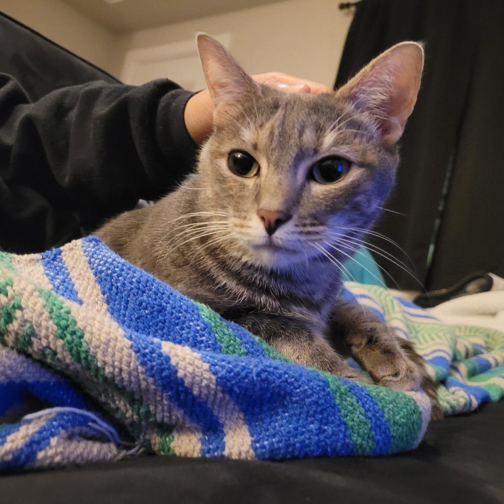 Enlarge Lena, a Adoptable Domestic Short Hair in Philadelphia, PA image 6/6