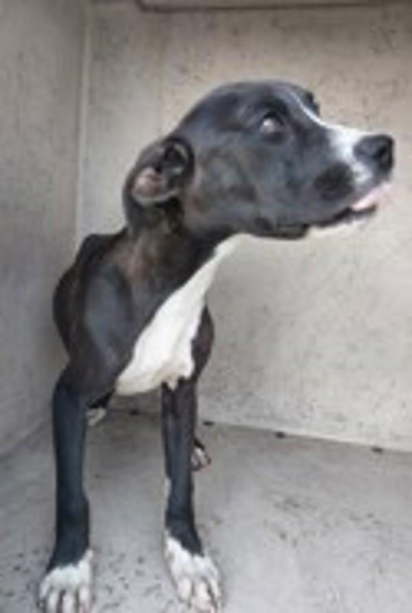 Enlarge Jack, a Adoptable mixed breed in Lafayette, LA image 2/2