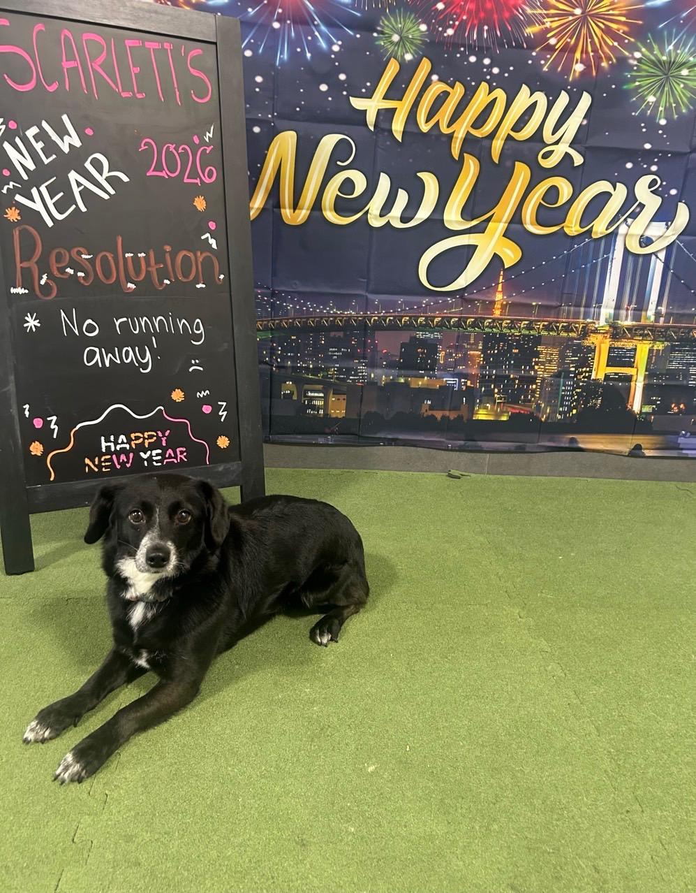 Esmeralda, Adoptable, Adult Female Chihuahua.