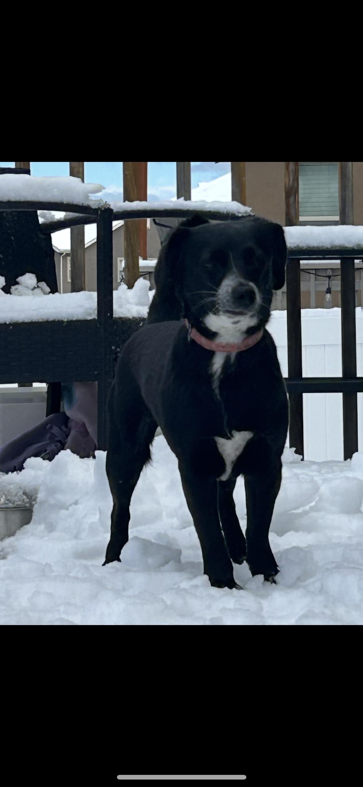 Esmeralda, Adoptable, Adult Female Chihuahua.