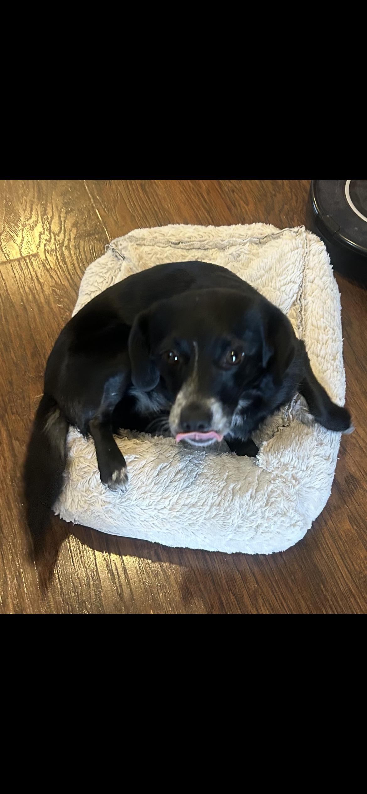 Esmeralda, a Adoptable mixed breed in West Valley, UT image 2/2